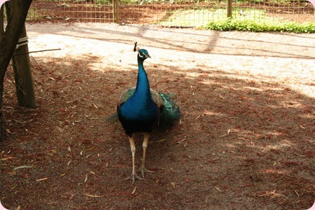 IMG_1458_resize