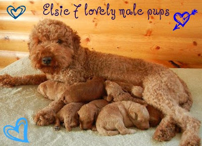 Elsie and her all 7 boy puppies.