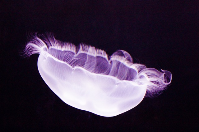[MoonJellies4%2520%25281%2520of%25201%2529%255B4%255D.jpg]