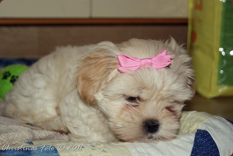 SONY DSC