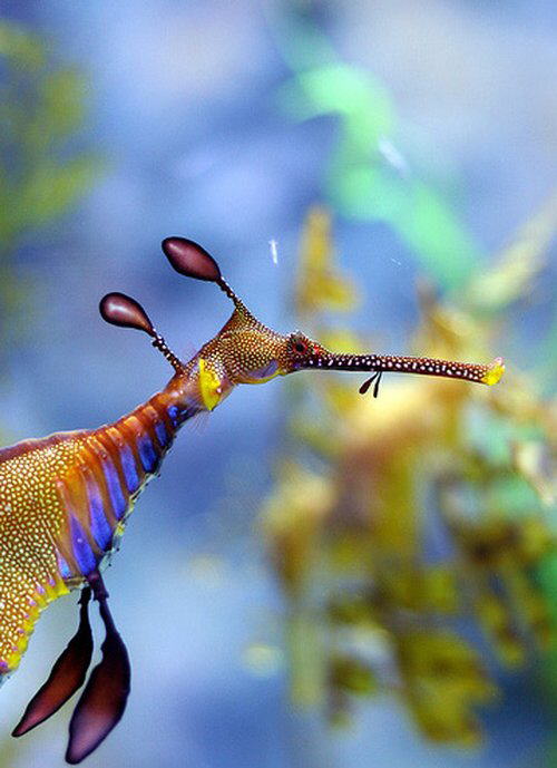 Strange Sea Creatures
