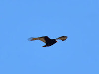 DSC_7791.jpg