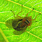 signal fly