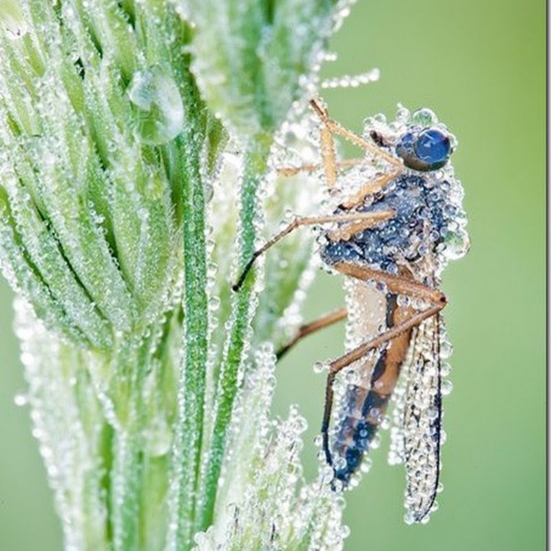 Lumea insectelor – Fotografii de David Chambon