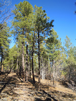 DSCN1920.JPG Photo