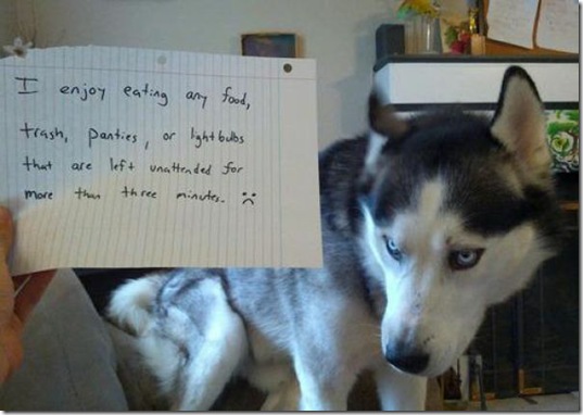 dog-shaming-bad-28