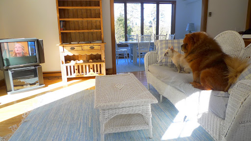 G.K., I miss them too.  However, look where we're sitting.  On the sofa!  That would never be allowed in the main house.  Carlos even has the TV on for us.
