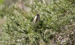 Kleb Woods Yellow Rumped Warbler