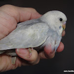 Dec 22 -11 Sky & Rocky's Baby, Kai.JPG