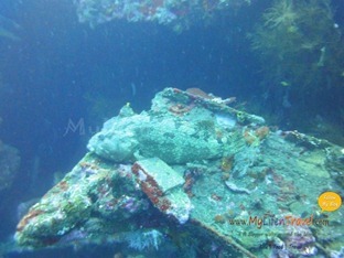 Diving Amed Bali 34 Diving Amed Bali 34