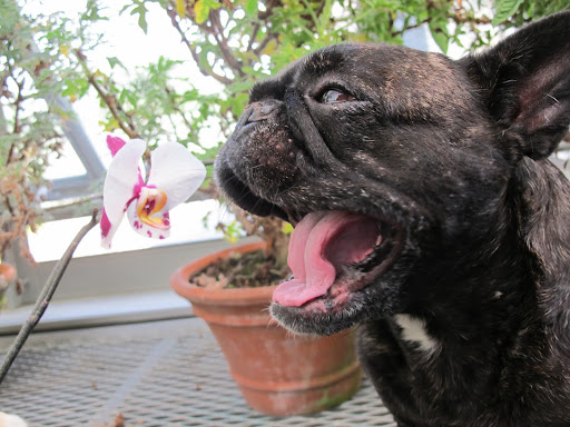 Do you see how it looks like its mouth is open and is sticking its tongue out, like this?  Do I look as pretty as this flower?