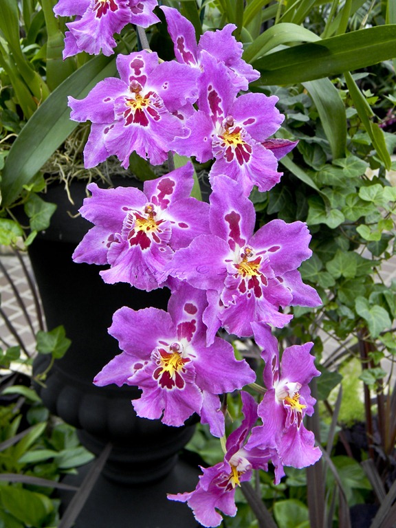 [Purple%2520Orchids%255B4%255D.jpg]