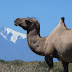 Camel above Keqikeyagaqibashe Village, Xinjiang