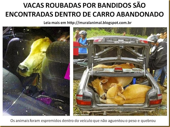 VACAS ROUBADAS POR BANDIDOS SÃO ENCONTRADAS DENTRO DE