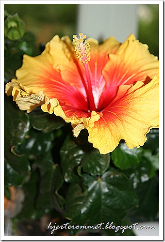 IMG_3217 IMG_3217