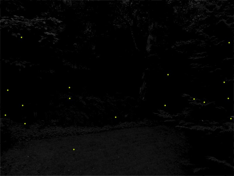 [Fireflies%255B4%255D.jpg]