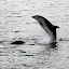 Flips, Jumps, And More From The Bottlenose Dolphins - Bay Of Islands, New Zealand