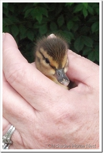 2012-05-12_Baby Ducks 12
