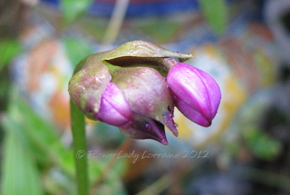 [12-14-ground-orchid%255B4%255D.jpg]