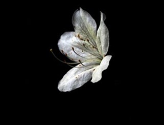 flor2 flor2