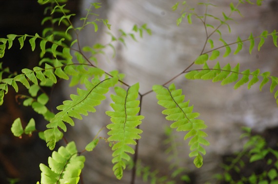 [Fern%255B2%255D.jpg]