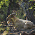 Wild Goat - Photo CC BY-NC-SA DavidR.808