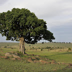 Nordserengeti © Foto: Svenja Penzel | Outback Africa Erlebnisreisen
