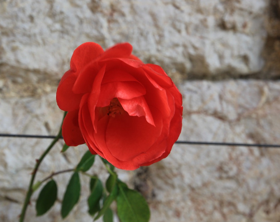 [IMG_8198%255B4%255D.jpg]