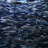 IMG_4723.JPG