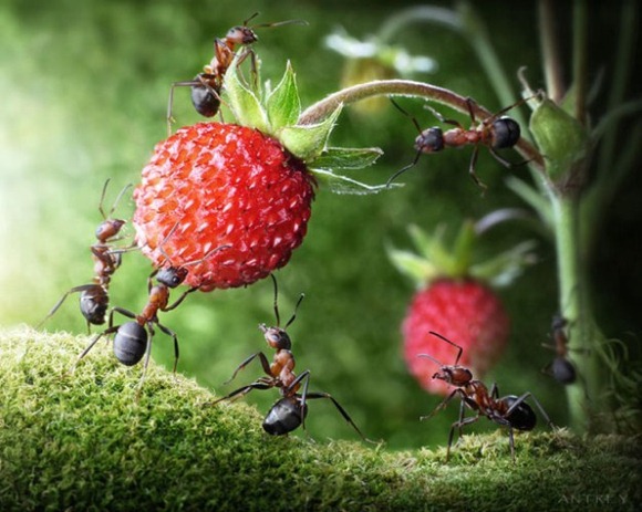 Life-of-Ants-Andrey-Pavlov-03