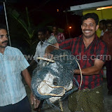 Udumbu at Nayathode 7.JPG