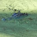 American Alligator