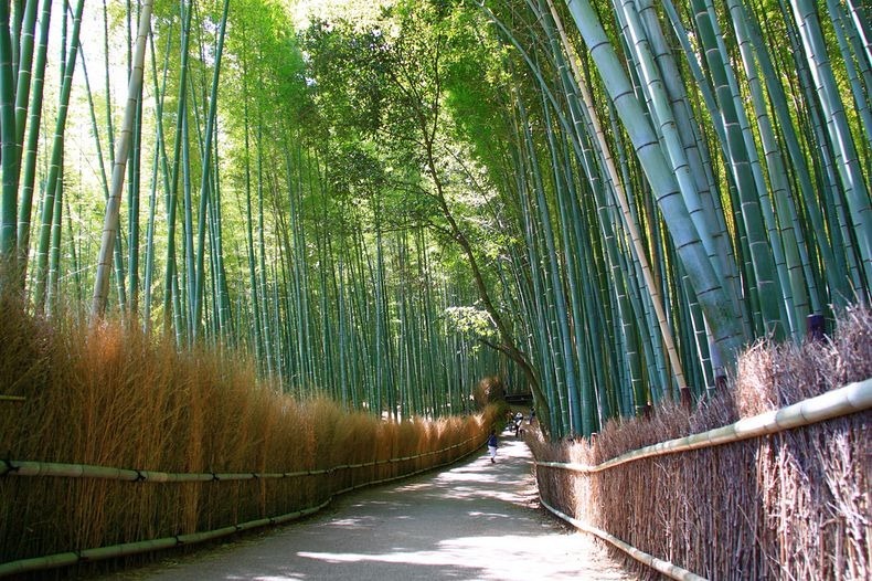 Foto Keindahan Hutan Bambu Sagano di Jepang