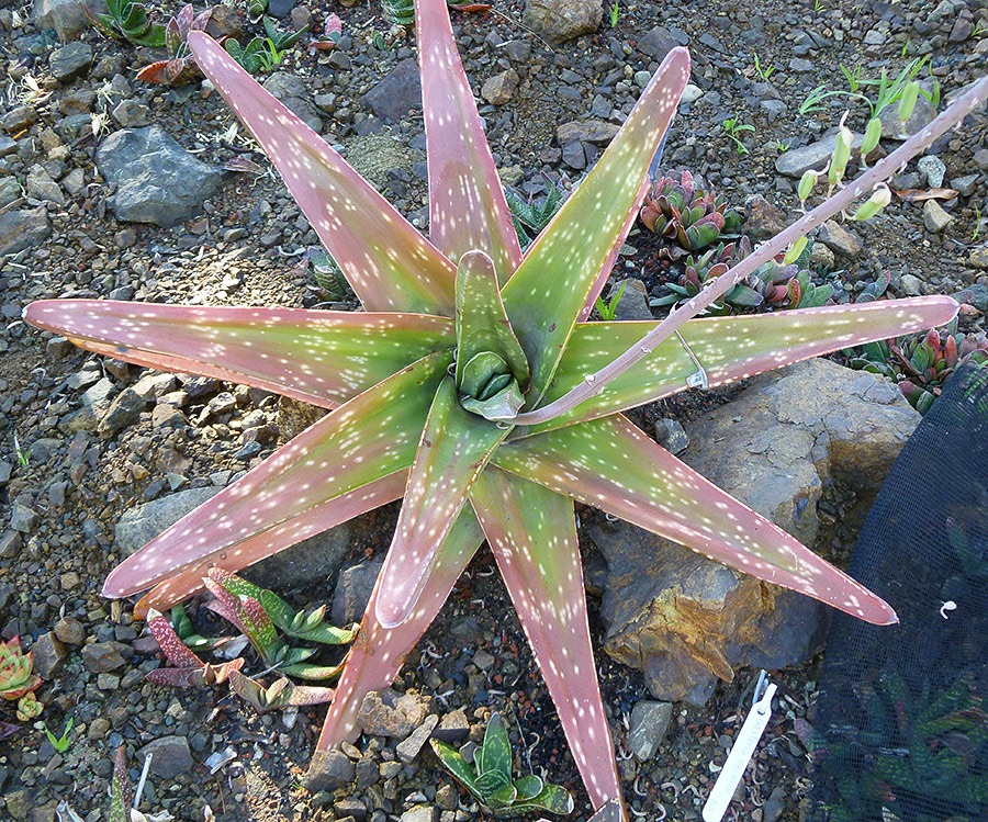 [111008_rbg_Gasteria-excelsa%255B7%255D.jpg]