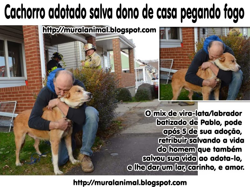 [cachorro-adotado-salva-fogo%255B3%255D.jpg]