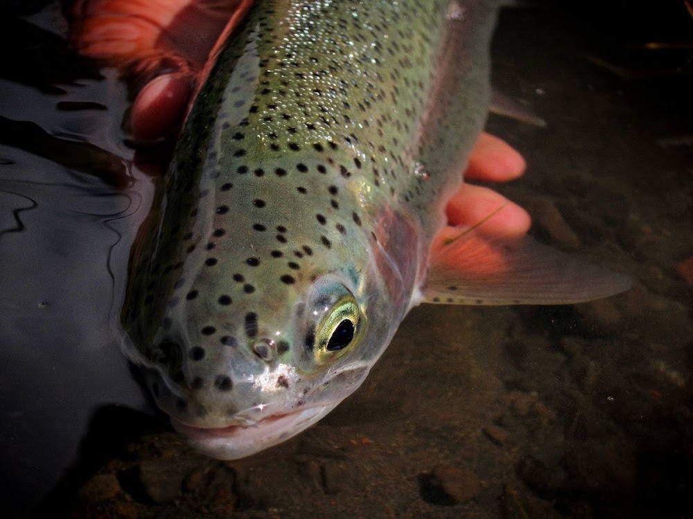 Picture from Bend Fly Shop