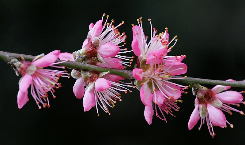 [110316_nectarine_tree_06%255B2%255D.jpg]