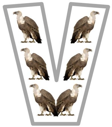 [Vv-vulture4.jpg]