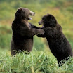 Fight 2.jpg