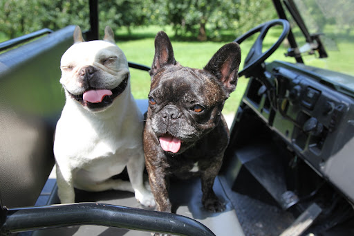 Sharkey, there's always so much happening on the farm.  I feel like we miss so much when we're away!  Let's take the Kawasaki around and get ourselves reacquainted.
