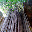 Banyan Vines.JPG
