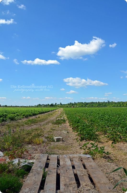 Hunderunde (07) Erdbeerfeld 16052014