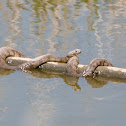 Diamond-backed watersnake