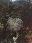 Fan Worm: near the top of the pinnacle at Banco di Santa Croce