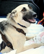 Chiqui y cachorros[4]