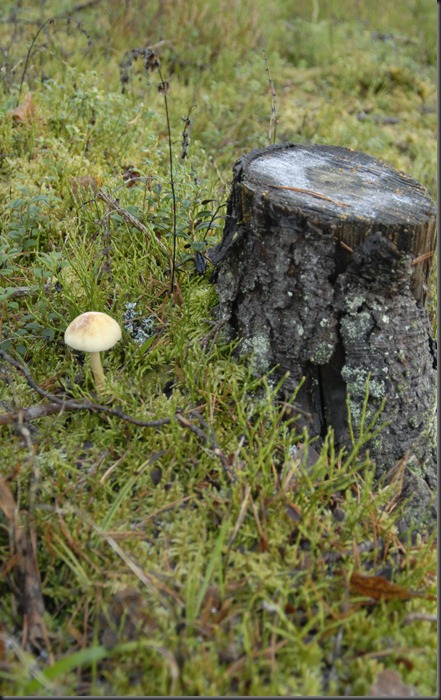 suomalainen syys metsä suppilovahvero 023 suomalainen syys metsä suppilovahvero 023