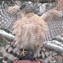 Cooper's Hawk