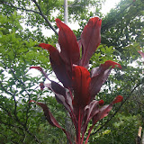 Road to Hana: Big Red Plants