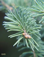 norway-spruce-foliage2.jpg