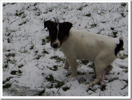 sadie and the snow 003 sadie and the snow 003